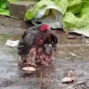 Meet your Posher, Terrie